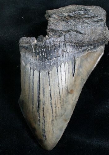Partial Megalodon Tooth - South Carolina #7504